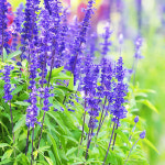 블루세이지 (Blue Sage) 씨앗 400립 대포장 : 모야모가든센터