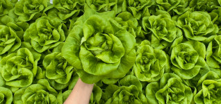 산지직송 무농약 유러피안 샐러드 야채 1kg 대용량 식단 샐러드, 유럽 상추, 채소 : 에스엘에스팜