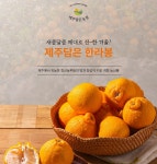 제주담은 한라봉 : 제주담은농장