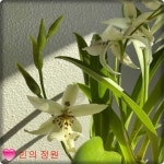 원더랜드 화이트페어리 특색서양란 매력적인향기난 12센티화분 난화분선물 : 빈의 정원