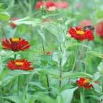 백일홍씨앗 40립(빨간색, 스카렛플레임) : 성실농부