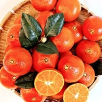 제주도 서귀포 홍매향 홍귤 홍미향 꼬마 레드향 썬레드 미하야 : supama