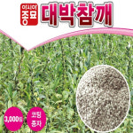 A-대박참깨(수지)(무코팅) 3000립 / 참깨씨 참깨씨앗 참깨종자 : 영미의정원