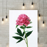 목단꽃 그림 모란꽃 그림 목단화 모란 목단 액자 일러스트 포스터 보테니컬 아트 개업선물 : 쇼핑버디