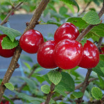 대왕앵두나무 묘목 접목 1년생 상묘 : 한밭농원