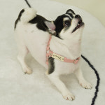 Y형 강아지 하네스 가슴줄 XS : 유봉펫