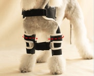 강아지 어깨 보조기 견관절 보조기 강아지 어깨 수술 재활 교정 은해펫 : 은해반려동물보조기