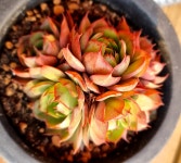 양진다육 : 빨간머리앤다육