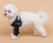 강아지 어깨 보조기 견관절 보조기 강아지 어깨 수술 재활 교정 은해펫 : 은해반려동물보조기