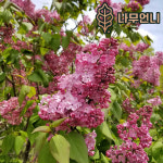 라일락 나무 묘목 향기라일락 베이징골드 북경라일락 찰스졸리 라일락 나무언니 : 나무 언니