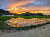 2024 햅쌀 8kg, 20kg 진공포장 고품질 친들미 서천군 서해안 해풍 간척지 아이줄농장 명절선물 : 아이줄농장