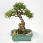 소나무분재(전시회추천) : 프라임플라워