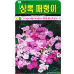 상록 패랭이 씨앗 500립 사계 패랭이씨 종자 키우기 : 스토어 영농사