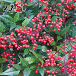 남천나무 1년 포트묘 : 세종원예농원