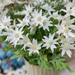 에델바이스가지(H 60cm / 조화 실크 플라워) : 플레르데코