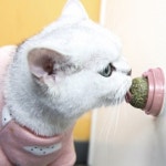 고양이 캣닢 사탕 캔디 볼 음수량 증가 헤어볼 감소 스트레스 캣잎 장난감 골골 공 : 블랙워크