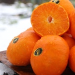 제주 고당도 명품 감귤 천혜향 2kg : 지장샘농장