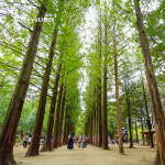 [강원] 당일 남이섬투어 - 5인(9인승차량) 부터 출발 : Enjoystreet