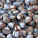 벌교 꼬막 1kg 여수 새꼬막 제철 : 허니스윗팜