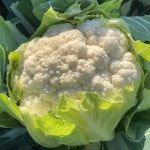 제주 컬리플라워 4kg 8kg 특품 : 코누 캠핑.