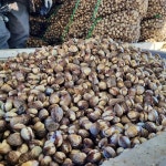 벌교 꼬막 1kg 여수 새꼬막 제철 : 허니스윗팜