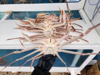 [대진수산] 러시아 박달대게  800g ~ 1.1kg  수율좋은 대게세트 : 대진수산