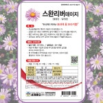 브라키컴 씨앗 300립 사계 애기 코스모스씨앗 꽃씨 종자 다년생 봄 여름 가을 파종 : 주주씨앗