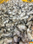 2026년 산지직송 햇 통영 제철 고급 맛있는 사계절 싱싱한 최상급 냉동굴 특산물 맛집 : 통영 생굴목장