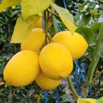 제주 애월 레몬 2.5kg 4.5kg  달다귤이 : 달다귤이 from jeju