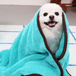 코코시루 펫 드라이 타올 CTW-S 강아지 고양이 극세사 목욕 수건 담요 : 코코시루