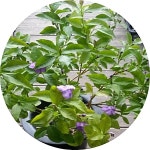 브룬펠시아자스민/야영화/중품/허브/향기나는나무 : 행복한정원