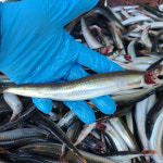 생물 햇 생 양미리 1kg 1두름 반 완전 건조 강릉 사천항 당일조업 구이 : 주문진농수산