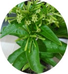 야래향/cestrum  nocturnum/대형/자스민/모기기피식물/향기꽃화분/대량주문내고 : 행복한정원