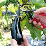 전지가위 주식회사 아루스 가위 블리스터형 가드(블리스터 팩) x g – bp 세트 : BSSSTORE