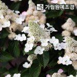 리빙크리에이션 목수국 C2화분 가림원예조경 : 가림원예조경
