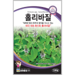 홀리바질 100립 / 허브 씨앗 종자 향신료 태국음식 : 초록스타