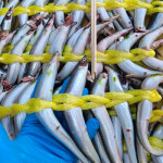 생물 햇 생 양미리 1kg 1두름 반 완전 건조 강릉 사천항 당일조업 구이 : 주문진농수산