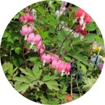 금낭화/Bleeding heart/금낭화화분/5치화분/중품/야생화/산야초/전원주택/팬션정원/판매시기 확인후 구매 : 행복한정원