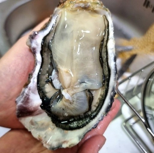 新鮮な生カキ