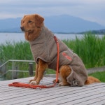 시카로가운 솔루션 강아지 목욕 샤워 가운 타올 40 M : 댕댕상회스토어