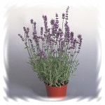 [어린모종]허브-잉글리쉬라벤다 문스테드 : 8cm분 : 꽃씨몰-서울화훼