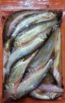 금강 민물고기 잡고기 잡어 1kg 민물매운탕용 꺽지,동자개,모래무지,참마자,피라미,돌고기 등 계절고기 : 금강민물수산