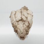 (MB01) 백악기 라이톨로마 바다거북 두개골 화석 / Fossil 공룡화석 진품화석 관찰표본 고생물 이색수집품 표본 거북화석 : 루페우스