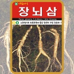 장뇌삼 씨앗 200립 산나물 야생인삼 약초 종자 재래종 토속 민속 채소 아람종묘 : 농사마트