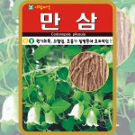 만삼 씨앗 1000립 산나물 종자 토속 민속 채소 아람종묘 : 농사마트