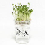 한컵새싹농장 화분재배키트 식물키우기 무순 새싹 채소 키우기 세트 : 태민농자재