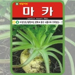 마카 씨앗 100립 황색마카 산나물 종자 토속 민속 채소 아람종묘 : 농사마트