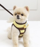꿀벌 하네스 이츠독 강아지 고양이 몸줄 대형견 강아지 고양이 목줄 : 루루의 공방