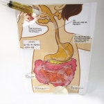 유치원 소화기관 음식물의 소화과정 만들기 세트 10개 초등과학 과학수업교구 : 놀키트