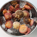 냉동 자숙 가리비살 1kg : 세인냉동식품